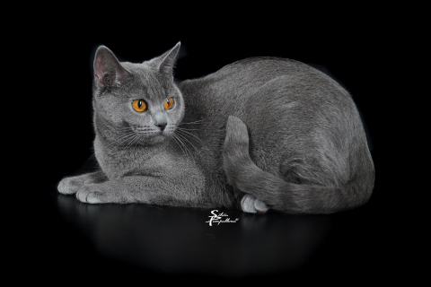 Luana Lucie by Silvia Pampallona pet photographer