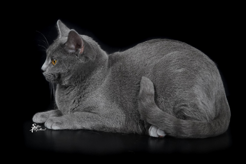 Luana Lucie by Silvia Pampallona pet photographer